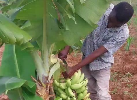Banana Tree Progress Video