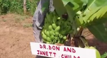 Harvesting bananas from our land.