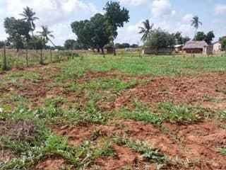 Watermelon Growing In Kenya