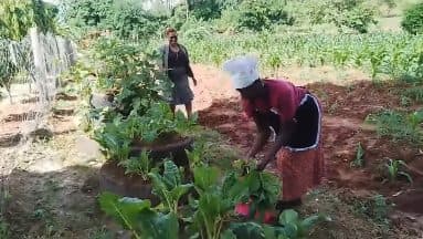 What is being harvested from Changing A Destiny land?